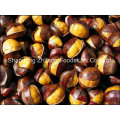 Chinese New Crop Fresh Chestnut with Wholesale Price